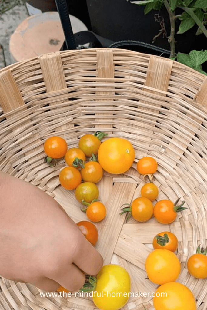 save money on groceries save money on groceries tips