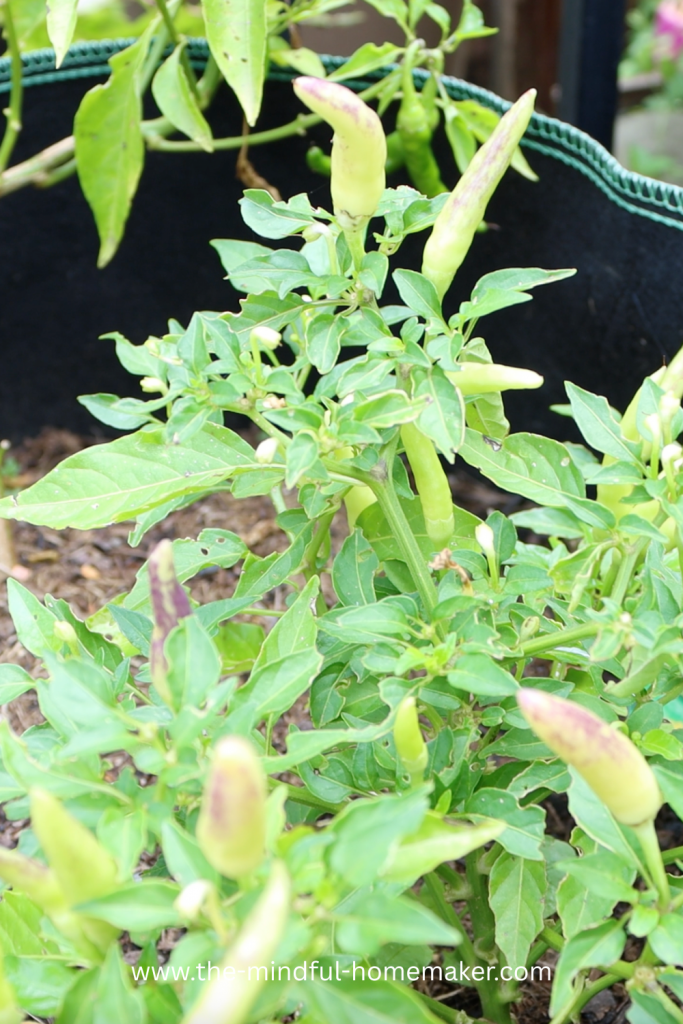 save money on groceries save money on groceries uk